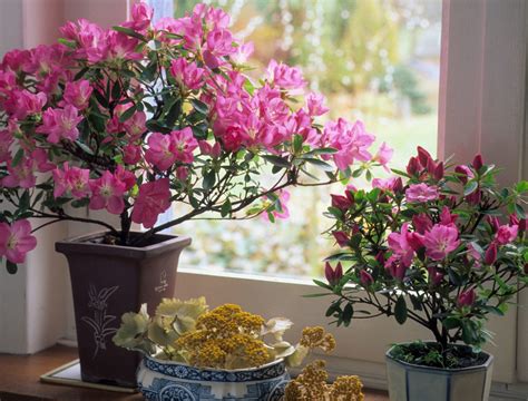 can azalea grow in the philippines|Azalea .